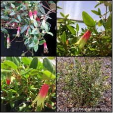 Red Correa glabra Native Fuchsia 1 Plants Flowering shrubs Hardy